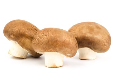 taze champignon mantar