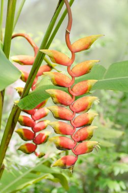 güzel heliconia çiçek