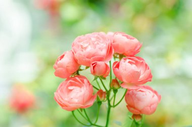 Güzel pembe güller 