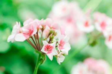 Güzel Sardunya çiçeği, bahar mevsimi