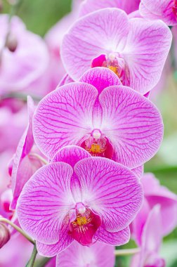 Pembe orkide çiçek (Phalaenopsis) 