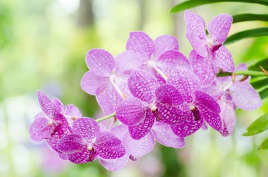 Pembe orkide çiçeği.