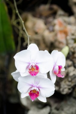 (Phalaenopsis orkide çiçek) 