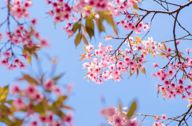 Pembe kiraz çiçeği.