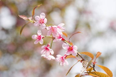 Pembe kiraz çiçeği.