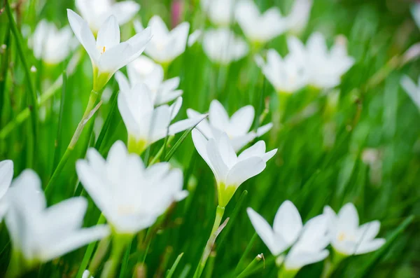 Kwiat biały deszcz lilii, sezon wiosna — Zdjęcie stockowe