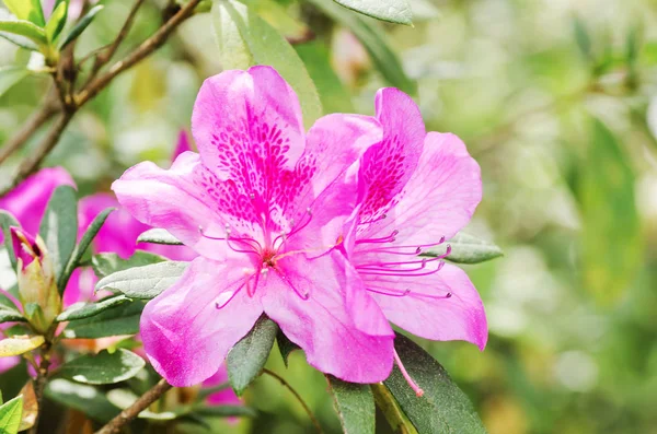 Rosa Azalea flor, temporada de primavera — Foto de Stock