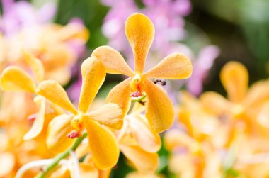 Turuncu orkide çiçek