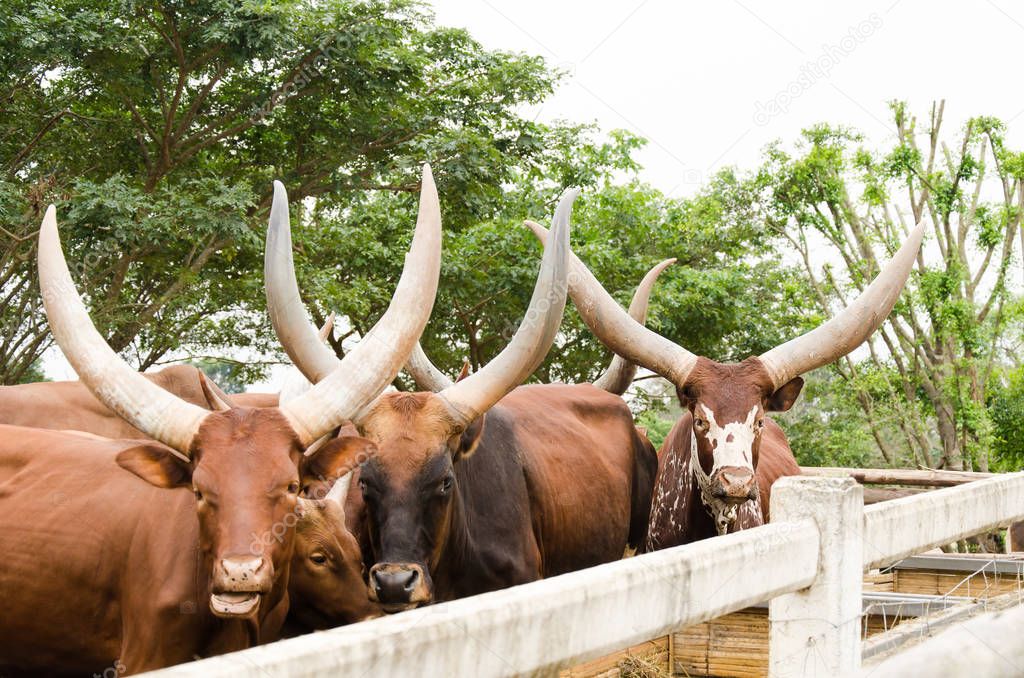 Watusi bull in a farm