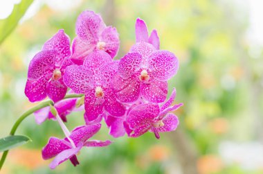 Pembe orkide çiçek bahar