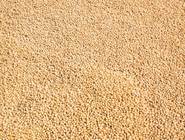 soya tohumu arka plan