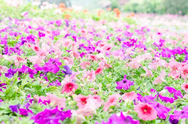 春のカラフルなペチュニアの花 — ストック写真