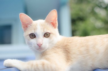 Şirin kedi rahatlatıcı 