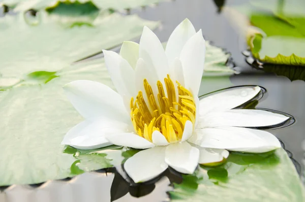 White waterlily flower — Stock Photo, Image