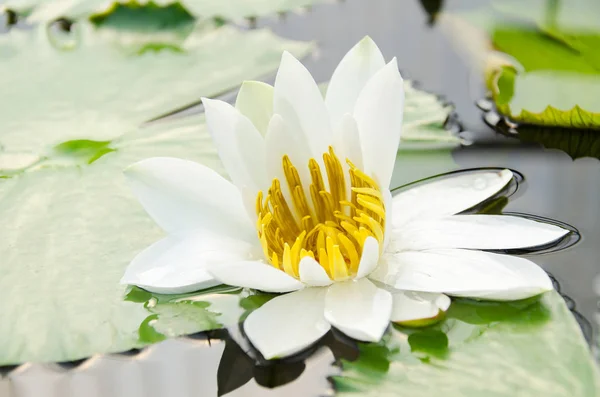 Weiße Seerosenblüte — Stockfoto