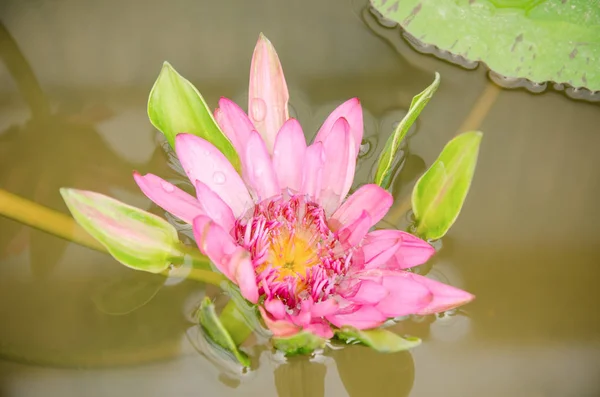 Nenúfar rosa, flor de loto en primavera —  Fotos de Stock