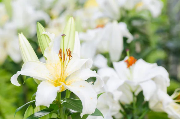 Witte Lelie bloem in het voorjaar — Stockfoto