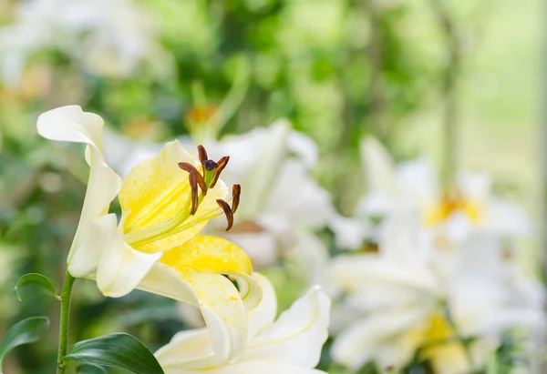 Κρίνο λευκό λουλούδι άνοιξη — Φωτογραφία Αρχείου