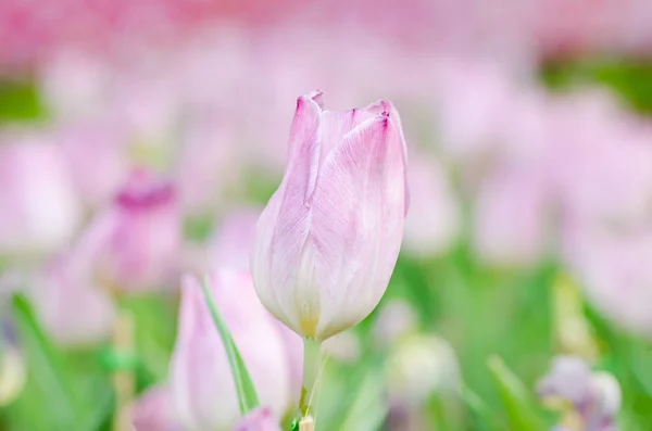 Flor de tulipa rosa na primavera — Fotografia de Stock