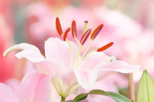 Roze lelie bloem bloei komt in een tuin — Stockfoto