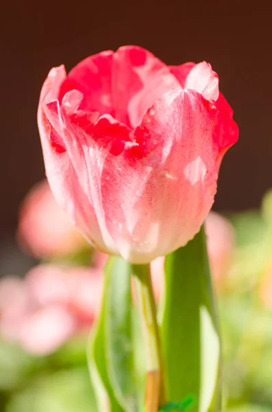 Tulip bloem bloesem in het voorjaar — Stockfoto