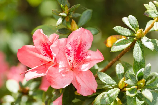 Flor rosa de Azalea florece en un jardín — Foto de Stock