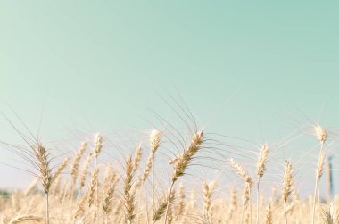 buğday alanında mavi gökyüzü