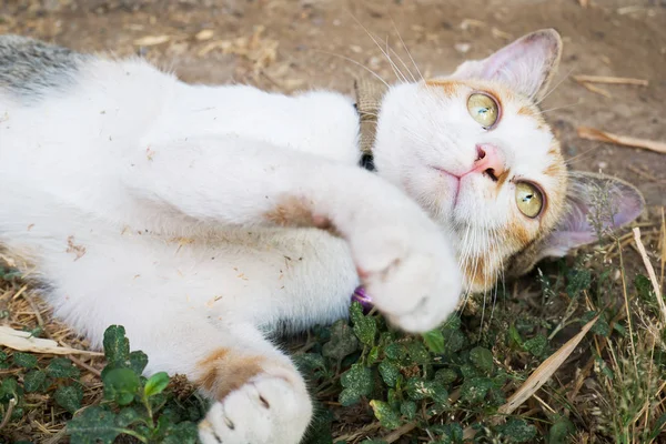 Cute cat with green grass,lovely pet — Stock Photo, Image