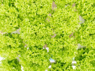 Sera sebze hydroponics sistemi
