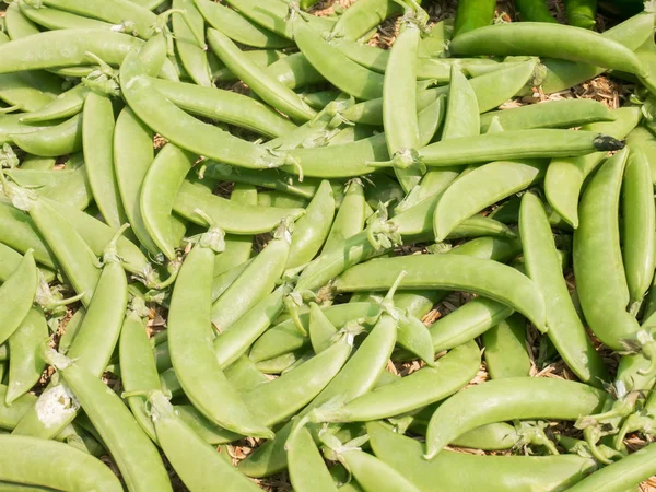 Guisantes frescos en el mercado agrícola ecológico —  Fotos de Stock