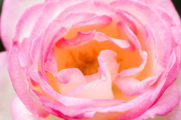 Ροζ τριαντάφυλλο λουλούδι ανθών σε έναν κήπο — Φωτογραφία Αρχείου