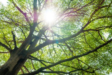 Yeşil ağaç dalları doğa güneş ışığı ile