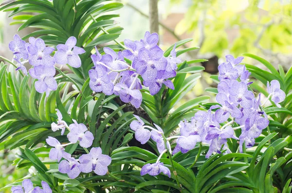Flor de flor de orquídeas azuis em um jardim — Fotografia de Stock