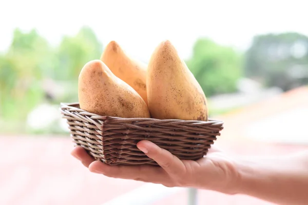 Fruta madura de mango en cesta sujeta a mano para dar —  Fotos de Stock