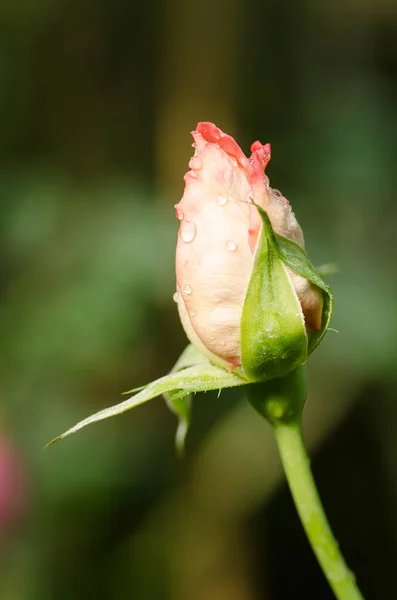 Flor de rosa roja en un jardín — Foto de Stock