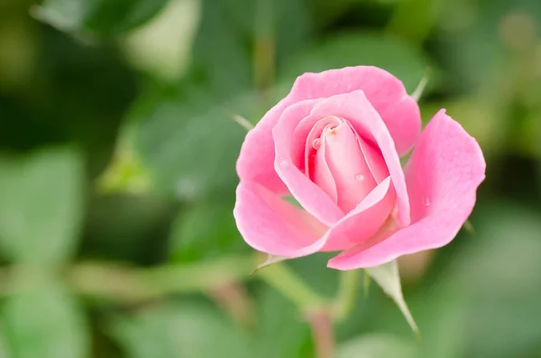 Rosa flor de rosa florecen en un jardín — Foto de Stock