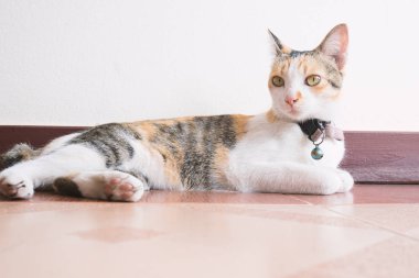 Yere yat, şirin evde beslenen hayvan rahatlatıcı Tay kedi