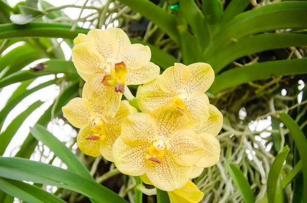 Flor de orquídeas amarela — Fotografia de Stock