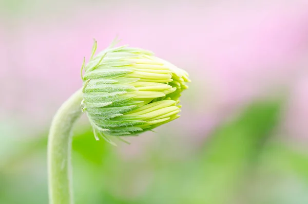 Gele Gerbera bloem bloesem — Stockfoto