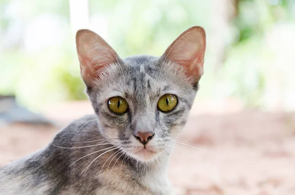 Tailandés gato mirando la cámara — Foto de Stock