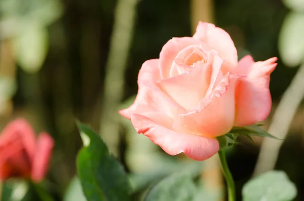 Rosa flor de rosa florecen en un jardín — Foto de Stock