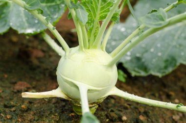 Büyüyen organik sebze tarım taze sarımsak