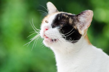 Üç renkli kedi gözle. Tay kedi