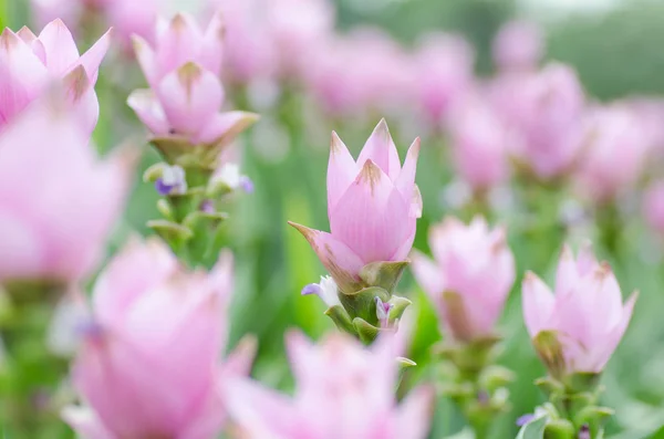 Λουλούδι ροζ curcuma (Curcuma alismatifolia) — Φωτογραφία Αρχείου