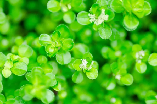 Pequenas folhas verdes fundo — Fotografia de Stock