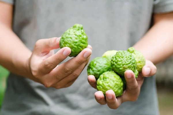 El ile tutarak bergamot meyve