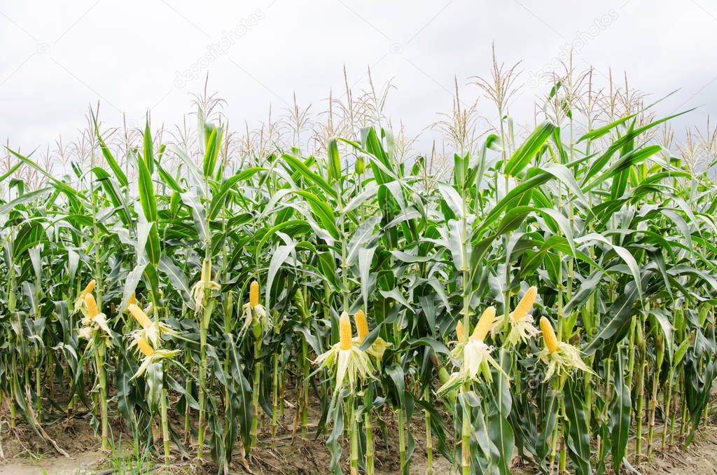 Corn field ready to harvest