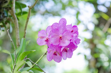 Pembe orkide çiçek Bahçe