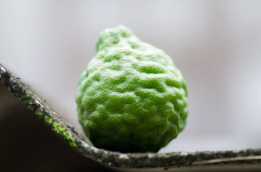 Bergamot meyve veya Güney Afrika'da bir kabile kireç meyve