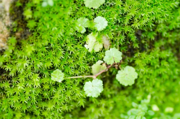 Yağmur ormanlarında büyüyen yeşil ecek